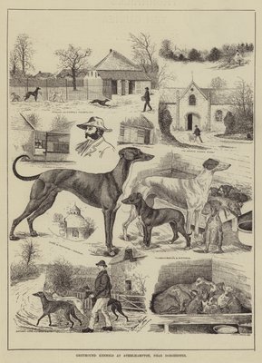 Boarding kennels for clearance greyhounds near me